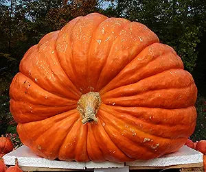 Atlantic Giant pumpkin dill massive growth seeds