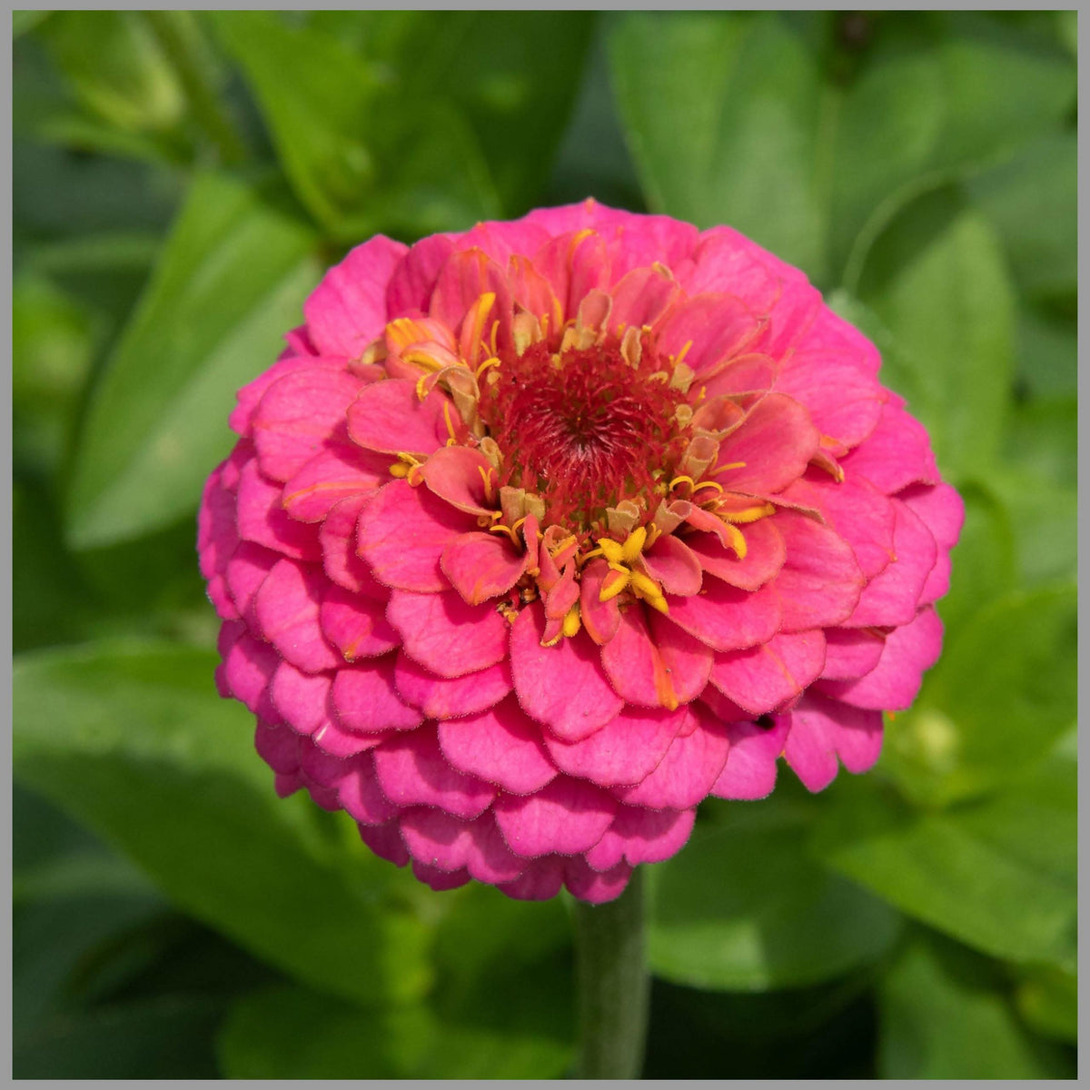 Zinnia Elegans Dreams of Flowers Plant Seeds