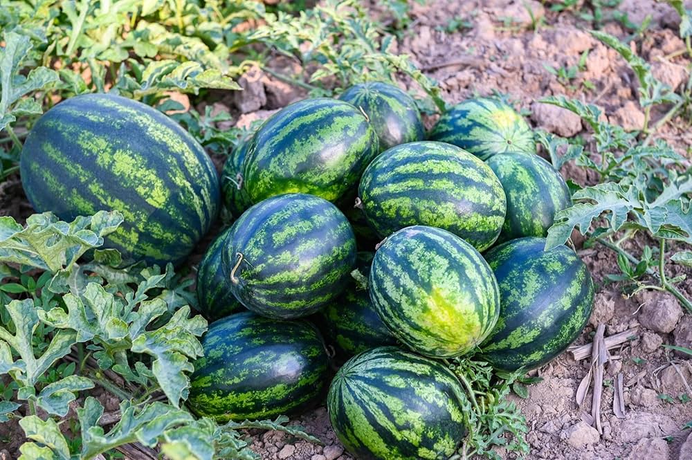 Mixed Watermelon Citrullus lanatus Seeds for Planting urban garden home garden