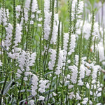 Obedient Plant Physostegia Virginiana White seeds