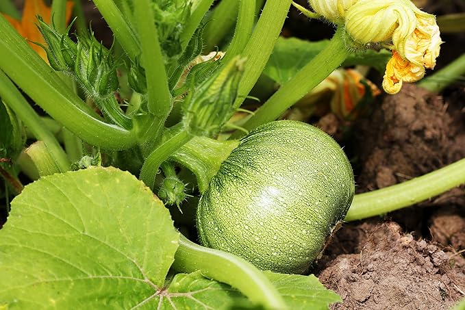 Round Zucchini Vegetable Seeds for Planting