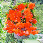 Orange Gloxinia Flower Seeds for Planting | Heirloom, Non-GMO, Organic Seeds seeds for planting in home garden