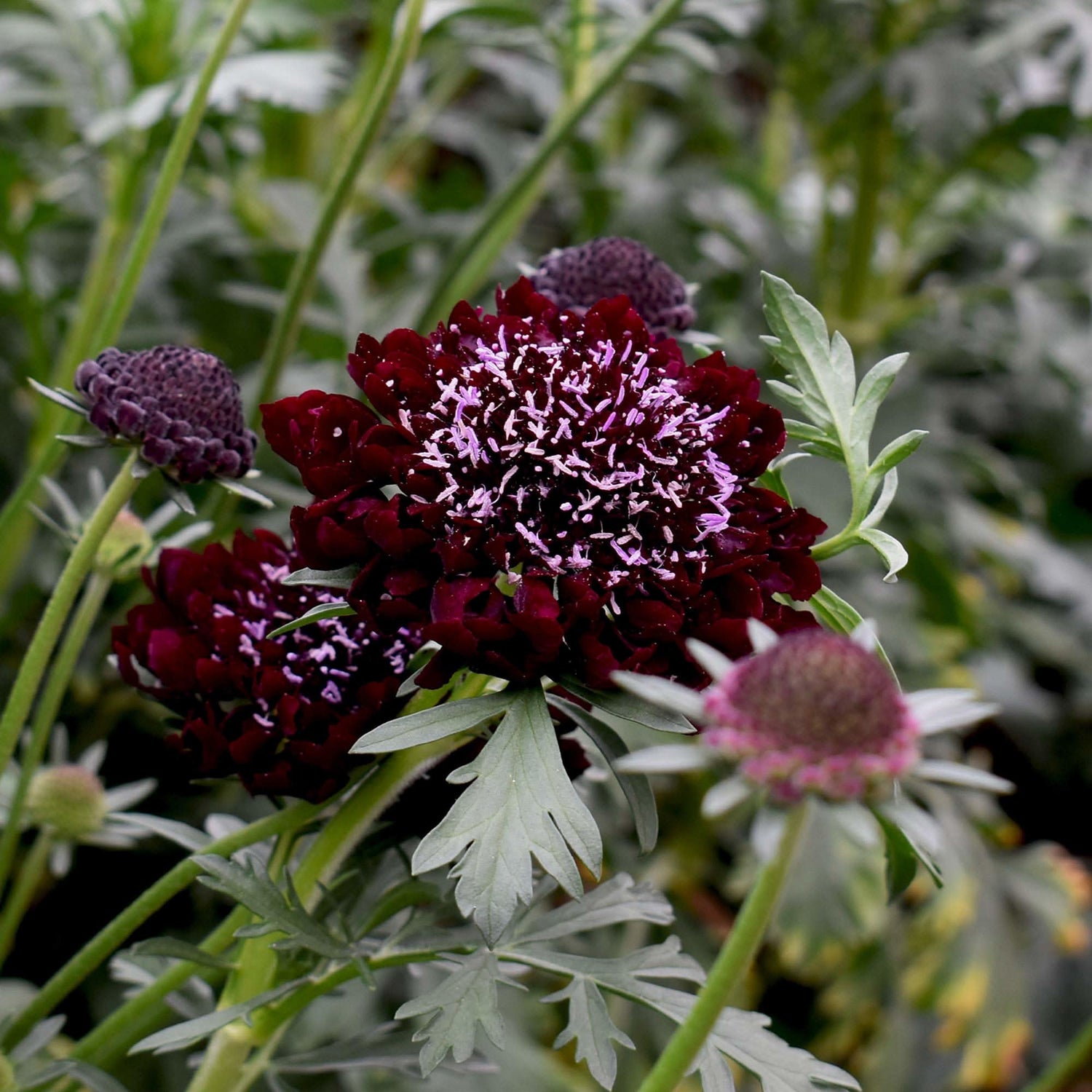 Scabiosa Pincushion Mixed Colors Perennial Flowering Seeds For Planting