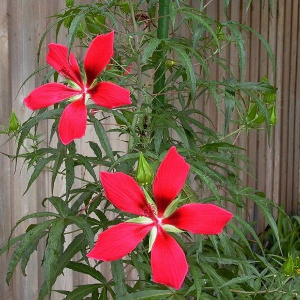 Hibiscus Coccineus Red Star Tropical Seeds
