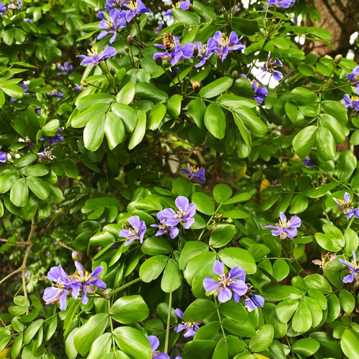 Lignum Vitae Guaiacum sanctum Flower Seeds for Planting in Tropical Garden