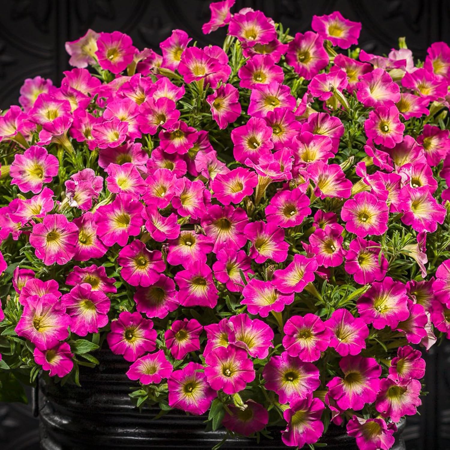 Petunia Supertunia Daybreak Charm Seeds