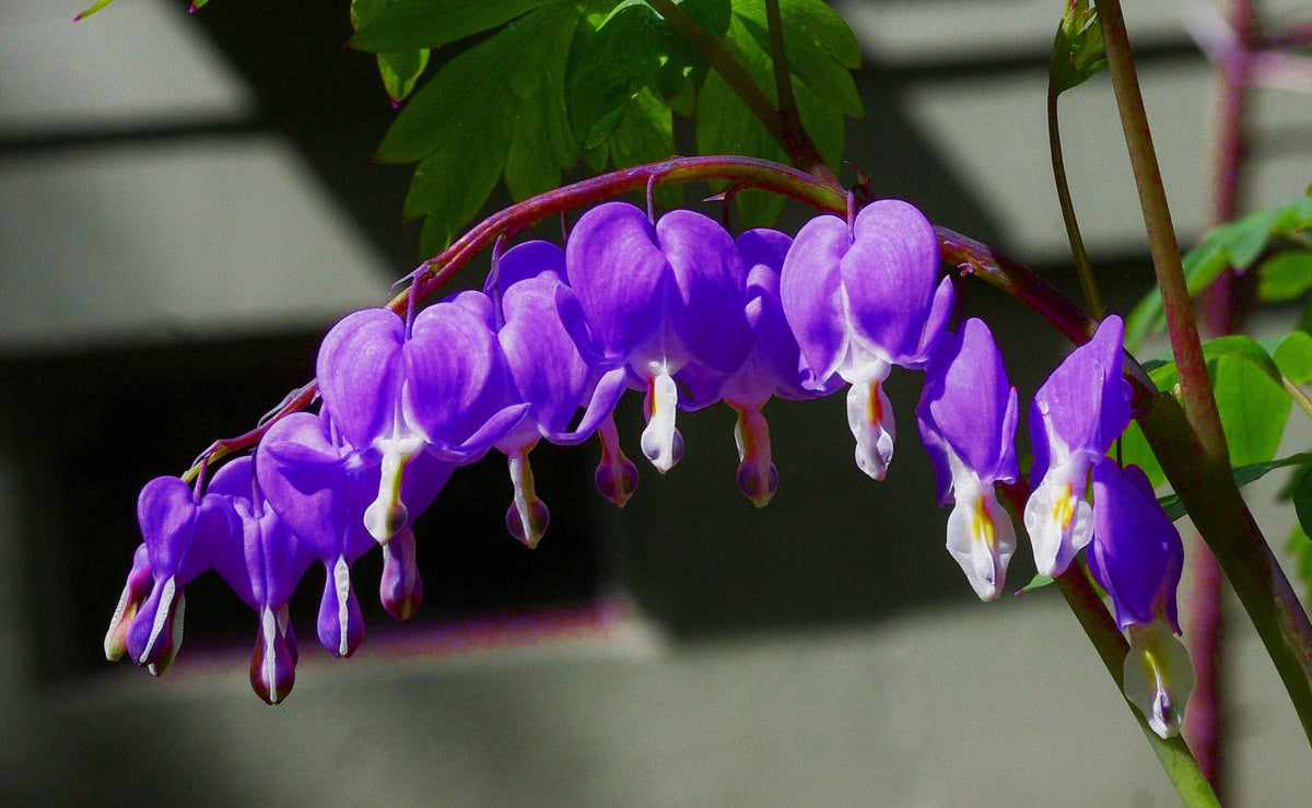 Dicentra Spectabilis Flower Dicentra spectabilis Seeds for Planting home garden flower bed