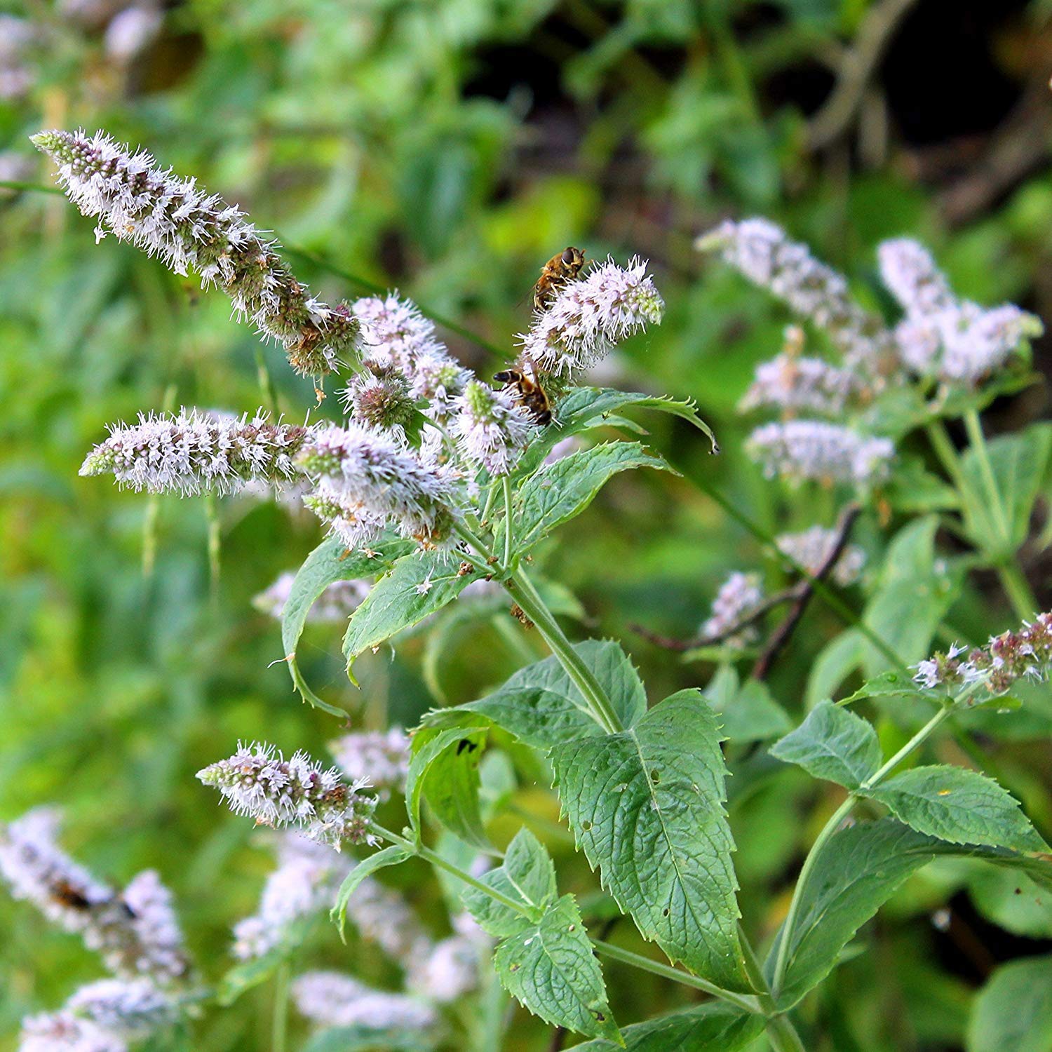 Army Green Mountn Mint Plant Seeds for Garden Groundcover and Flavor – Fresh Herb for Your Garden