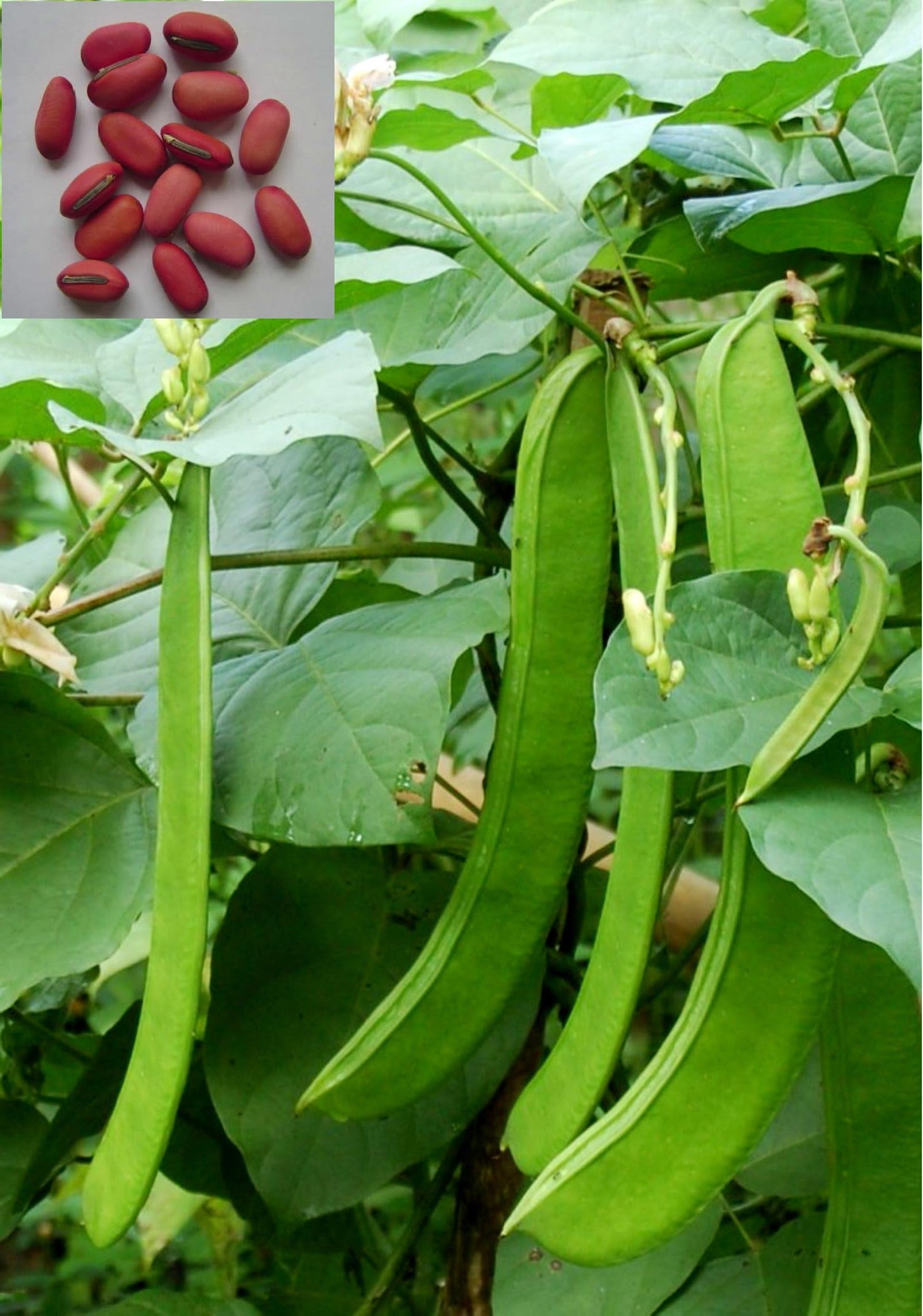 Super rare colorful bean Phaseolus vulgaris seeds for planting in kitchen gardens