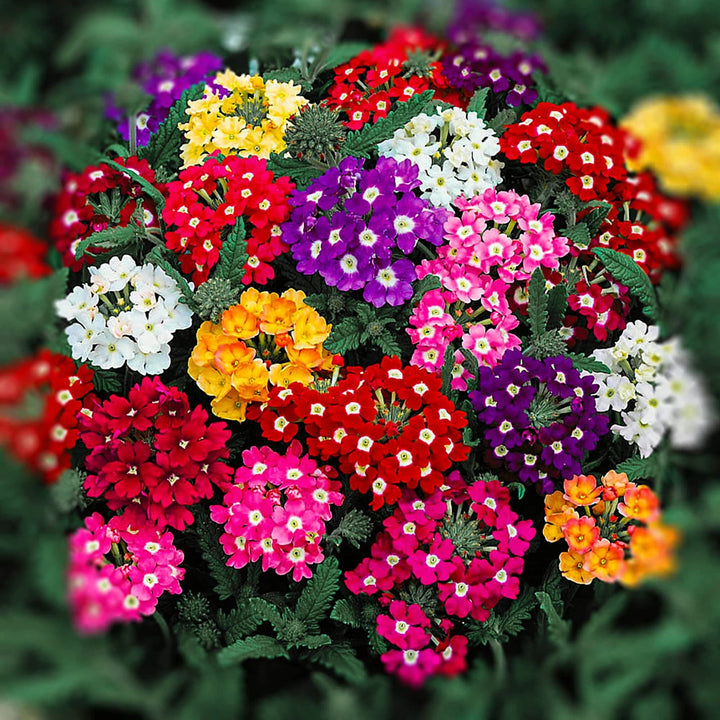 Peach Verbena Didyma Flower Seeds for Planting 100