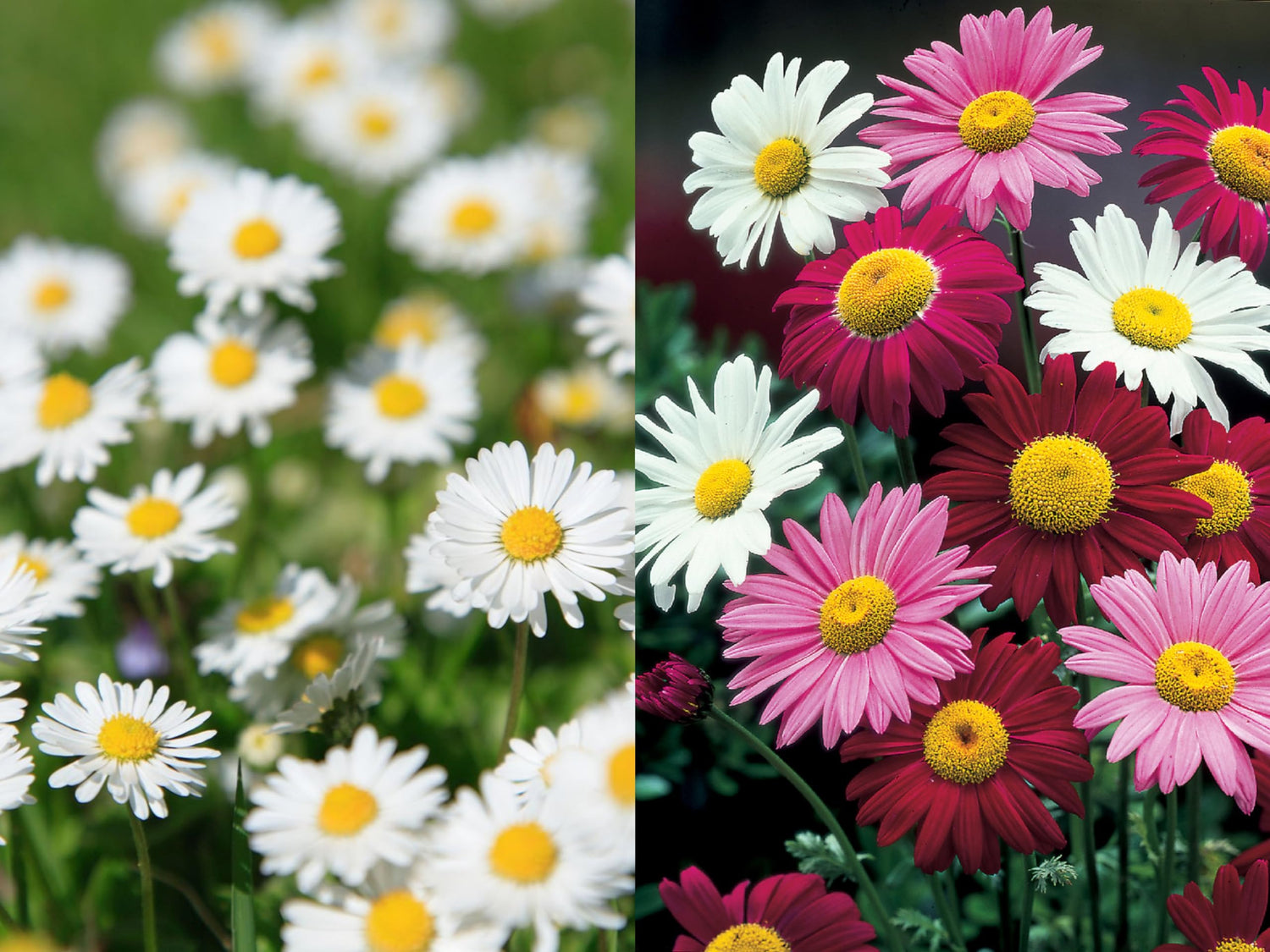 Pyrethrum Seeds