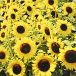 Suttons sunflower – seeds for planting in summer garden