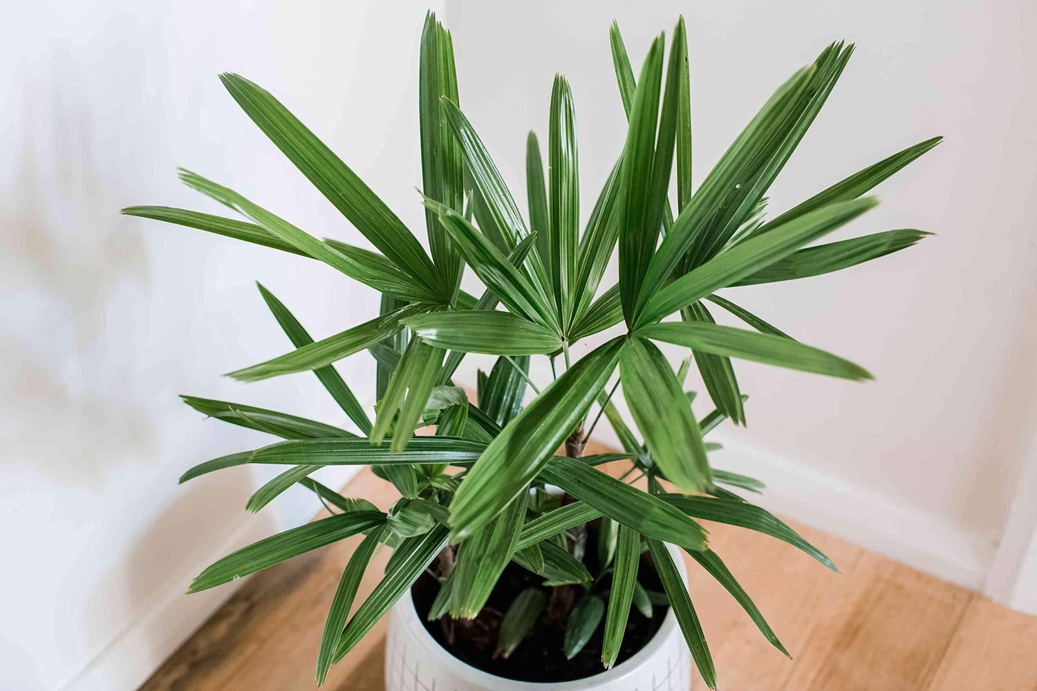Green Rhapis Seeds – Elegant Palm Variety-Heirloom & Non-GMO Seeds for planting – Fresh Herb for Your Garden