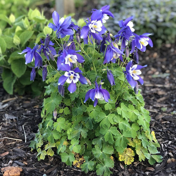 Heirloom Non-GMO Aquilegia Flower Seeds for Planting – Colorful Perennial Garden Blooms