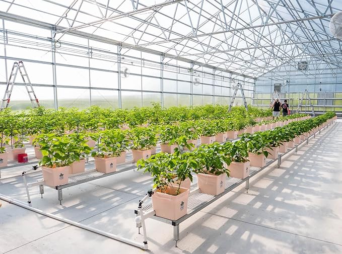 Rocotillo Pepper Plant Seeds for Planting