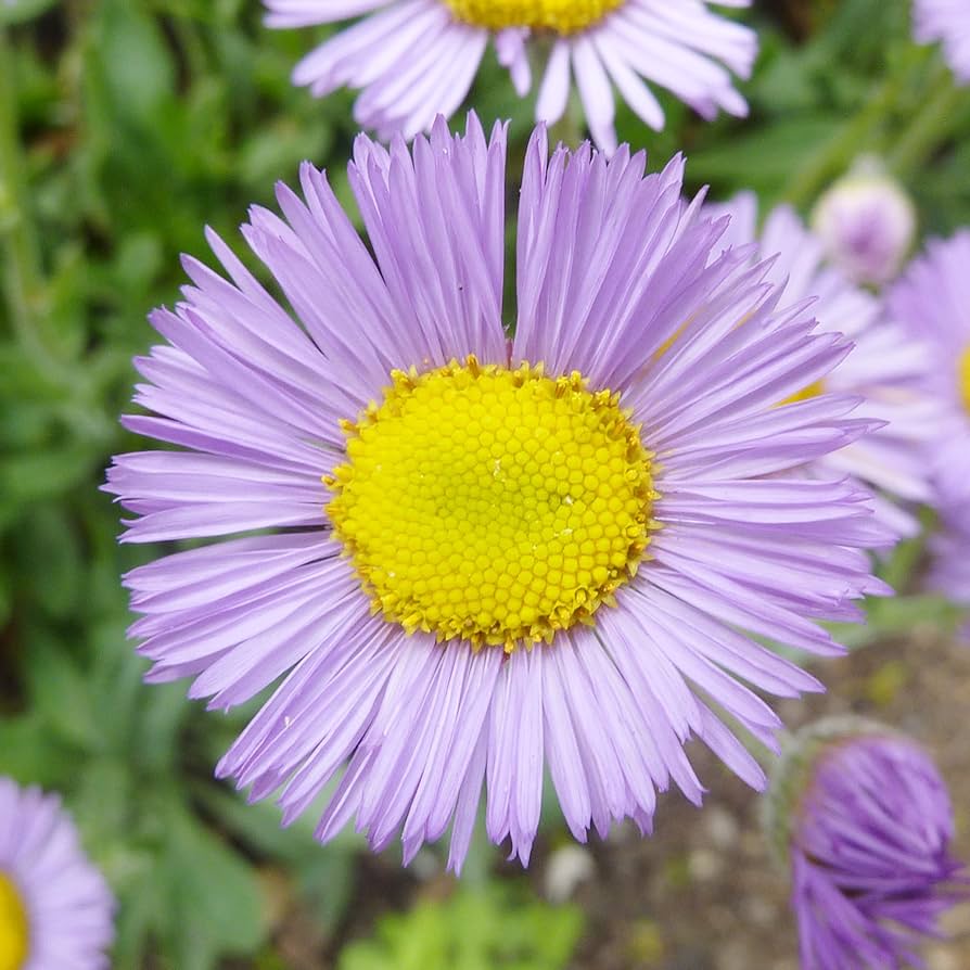 Erigeron Showy Fleabane Daisy Mix Seeds for Planting Perennial Seeds