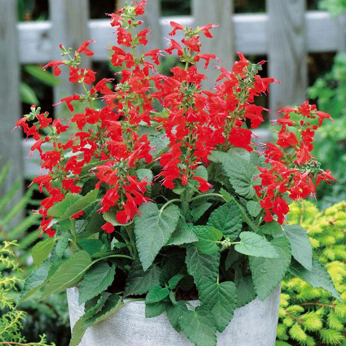 Lady in Red Salvia Seeds – Hummingbird Magnet Perennial Flower
