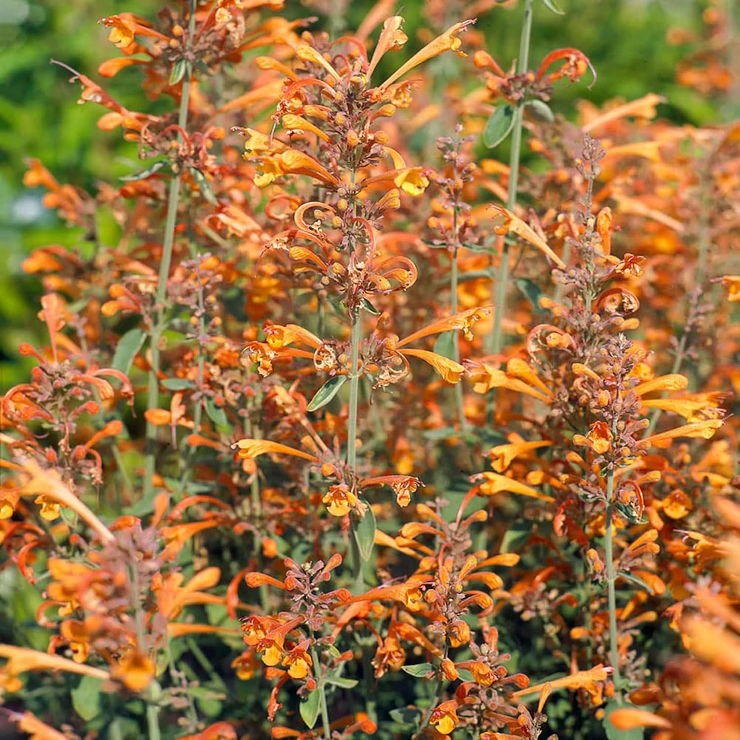 Orange Agastache Hyssop Seeds