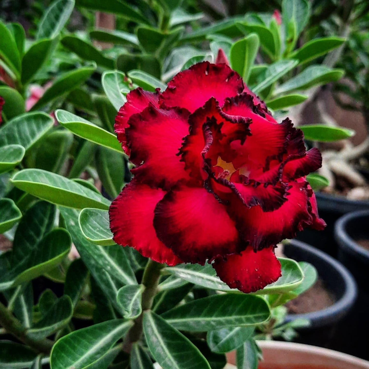 Bondy Red Desert Rose Seeds for Planting Adenium Obesum Flower Perennial Exotic – Heirloom, Non-GMO