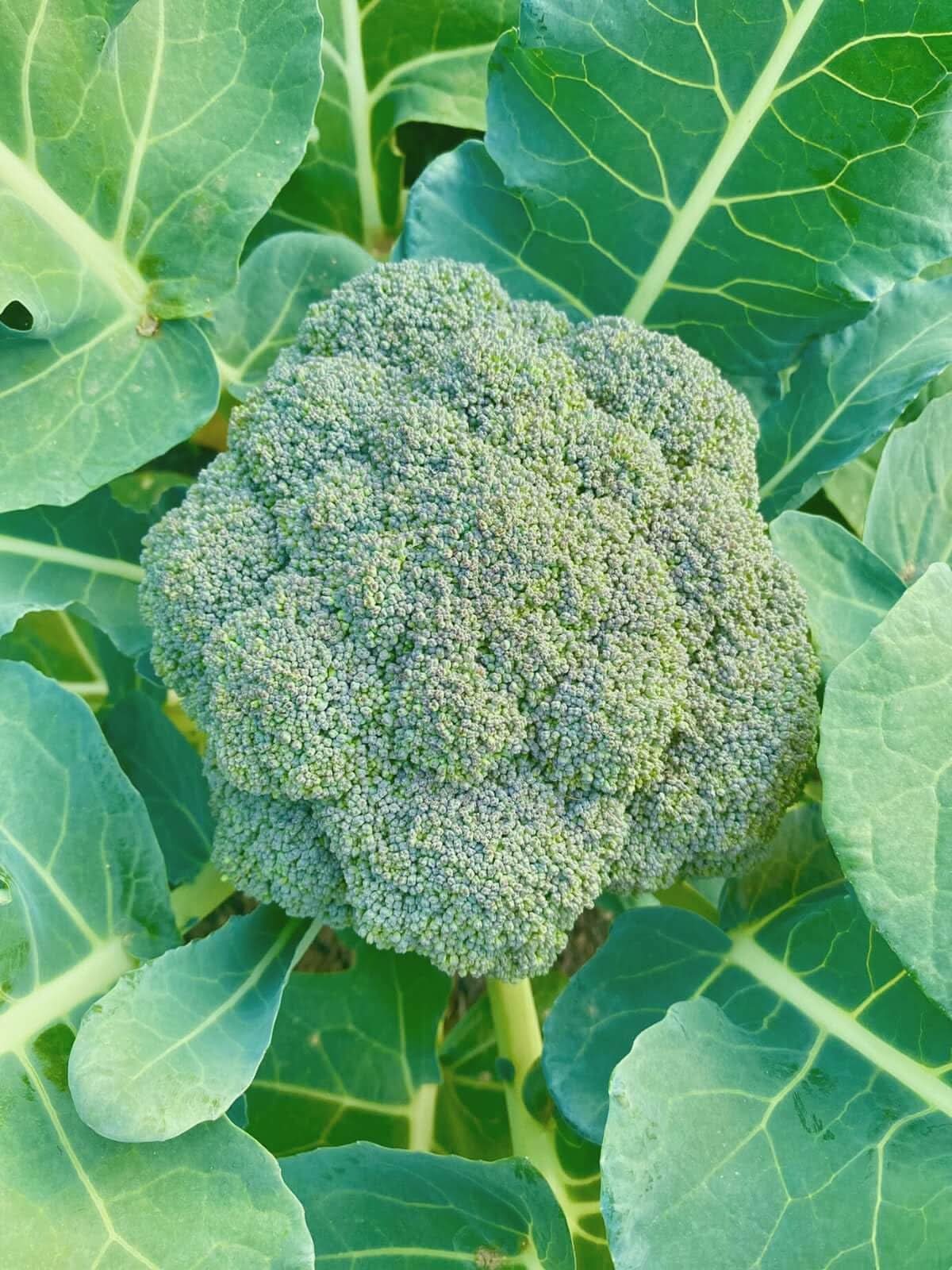 Spigariello Broccoli Brassica Oleracea Seeds