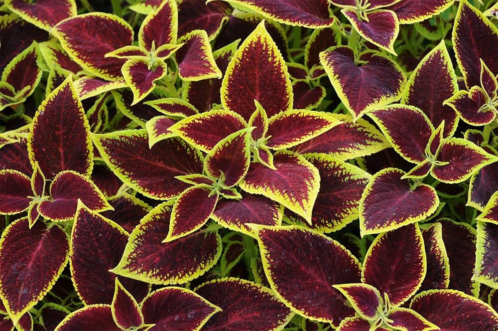 Coleus Plectranthus scutellarioides Premium-Sun Chocolate Mint foliage seeds for planting in garden borders or pots