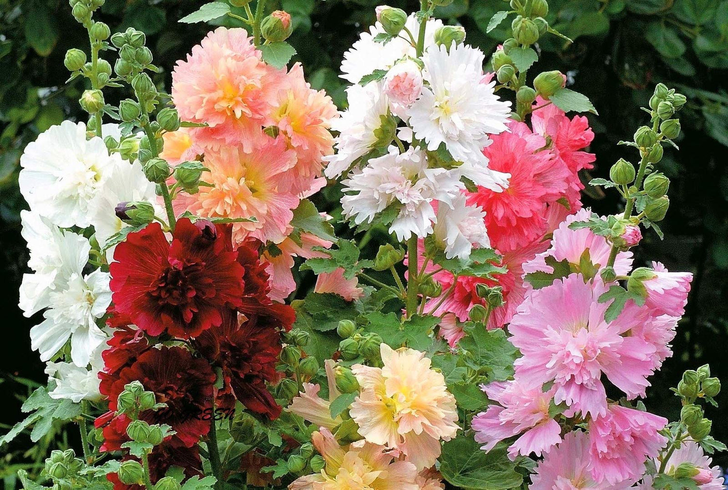 Hollyhock Seeds - Majorette Double Mixed