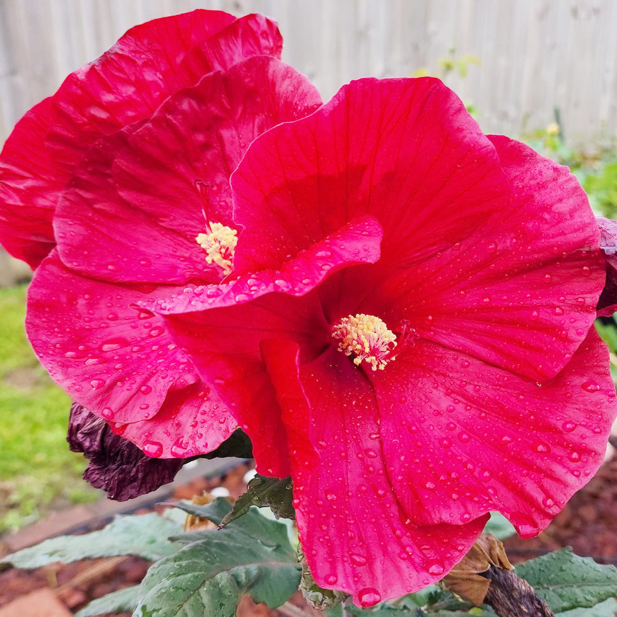 Dinner Plate Hibiscus Hibiscus rosa-sinensis Flower Seeds for Planting in Flower Bed and Garden
