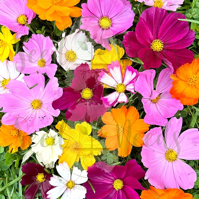Cosmos Cosmos bipinnatus Flower Seeds for Planting in Flower Bed