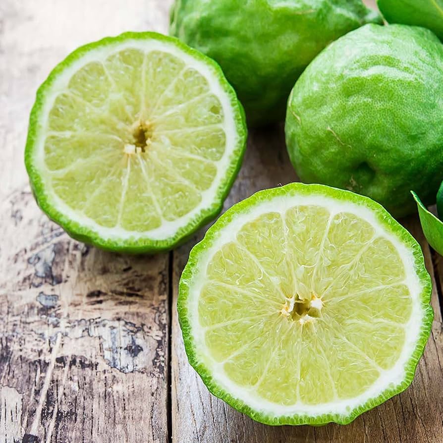 Kaffir Lime Citrus hystrix Plant Seeds for Planting