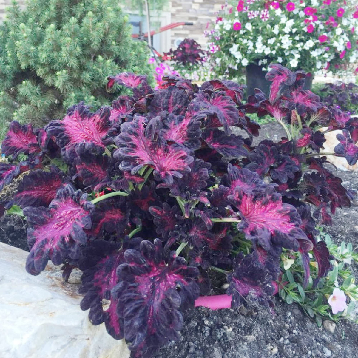 Rainbow Dragon Coleus Coleus blumei Seeds for Planting in Container Garden