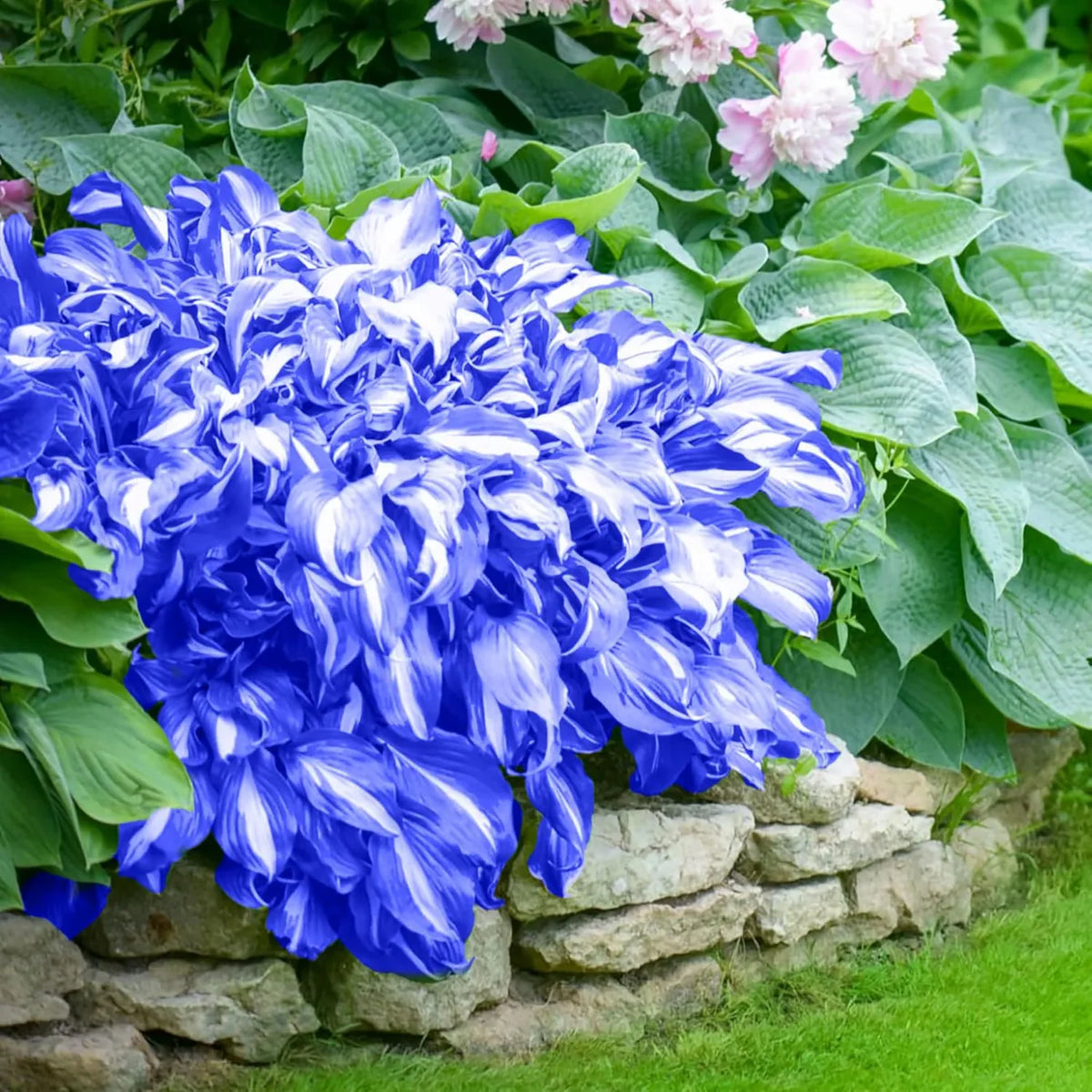 Heirloom Non-GMO Green Blue Hosta Plant Seeds for Planting