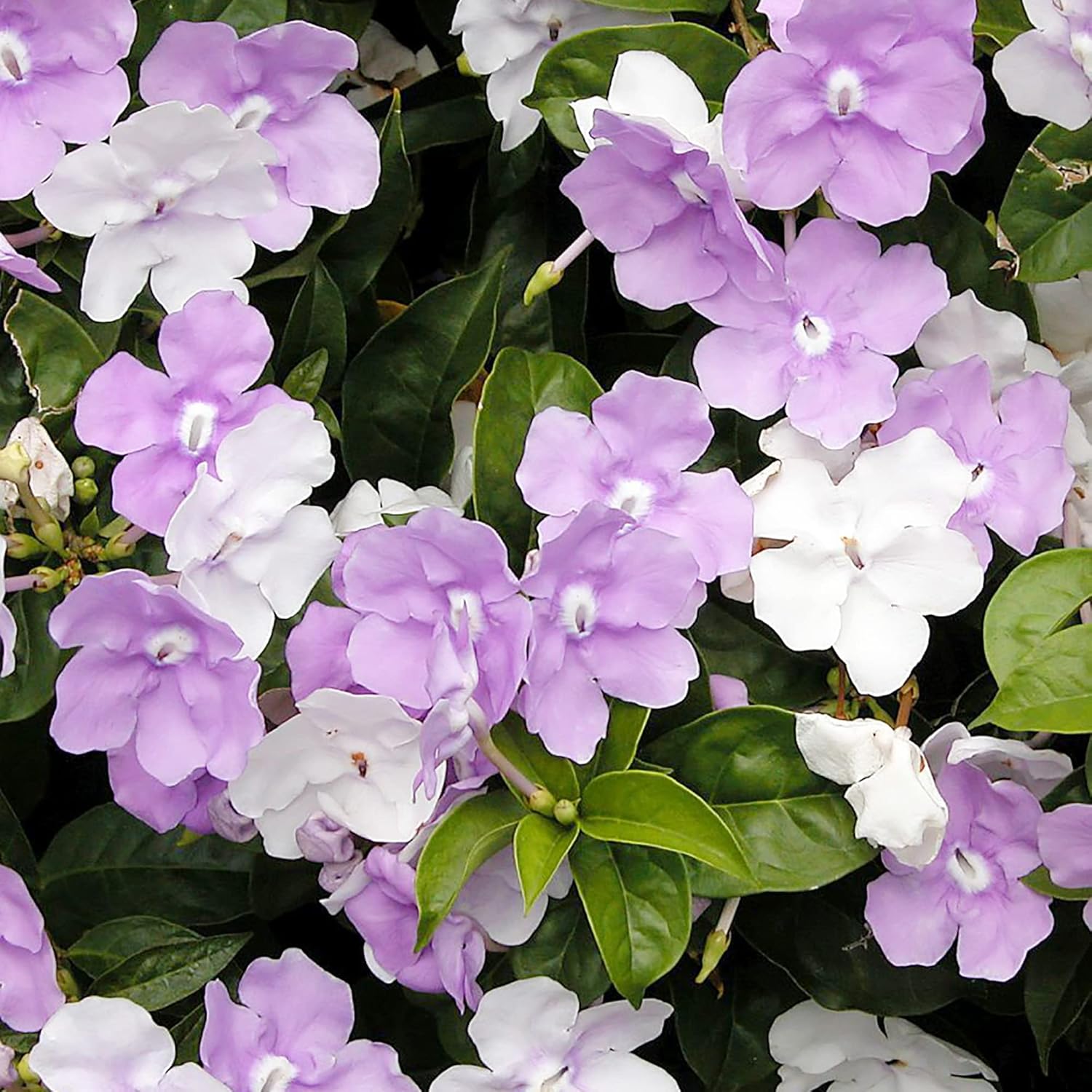 Brunfelsia Pauciflora Seeds