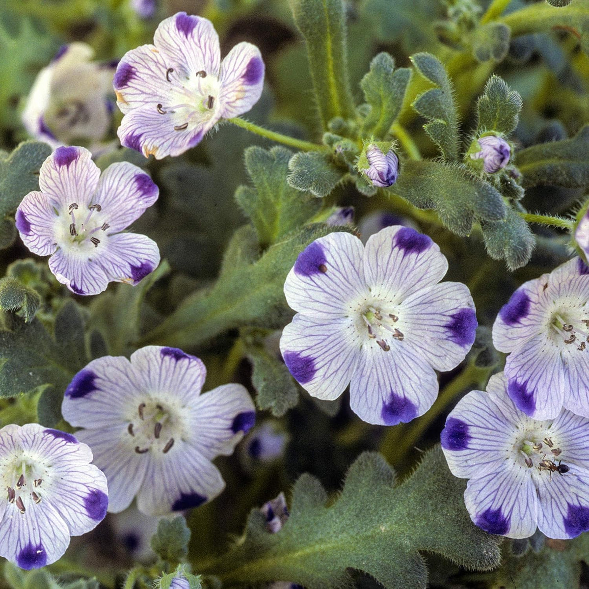 Five Spot Nemophila maculata flower seeds for planting in backyard flower beds and home garden containers