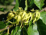 Cananga Odorata Flower Seeds for Planting - NON GMO Seeds Dhara Seeds