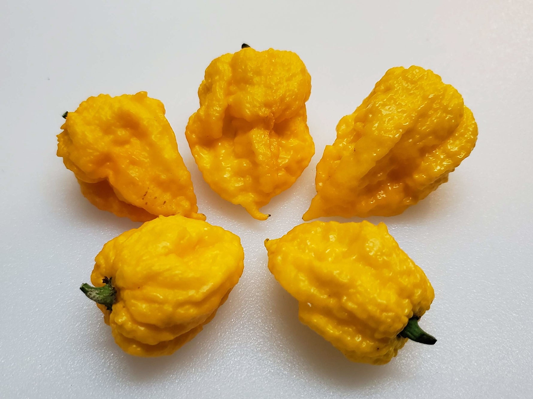7 Pot Lava Yellow pepper plant grown from seeds with bright yellow pods and fiery spice