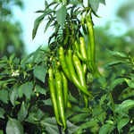 Sepia Schlange chile pepper plant grown from seeds with snake-like twisted red pods and unique appearance