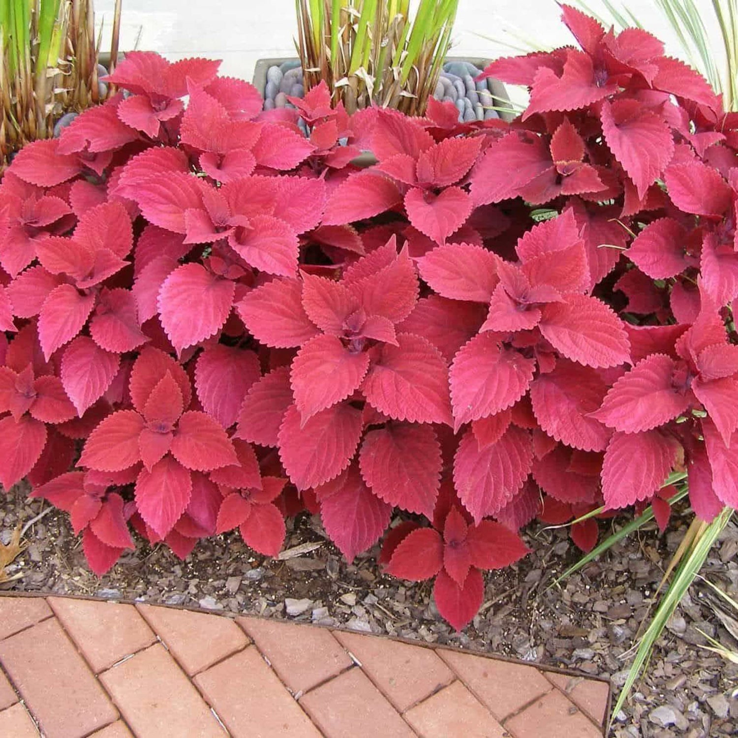 Coleus Redhead Seeds