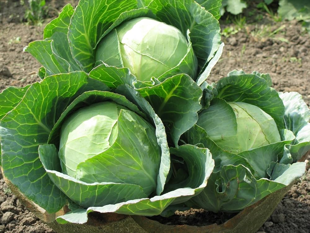Tropic Giant Hybrid Cabbage Seeds | Huge Tropical-Heat Tolerant Cabbage Heads – Heirloom, Non-GMO, High Germination Organic Garden Seeds