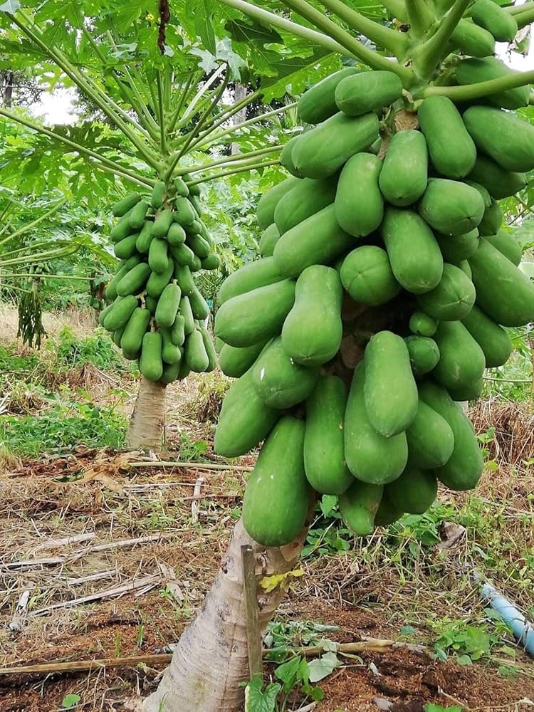 Papaya Seeds for Planting Carica papaya for tropical gardens and edible landscapes