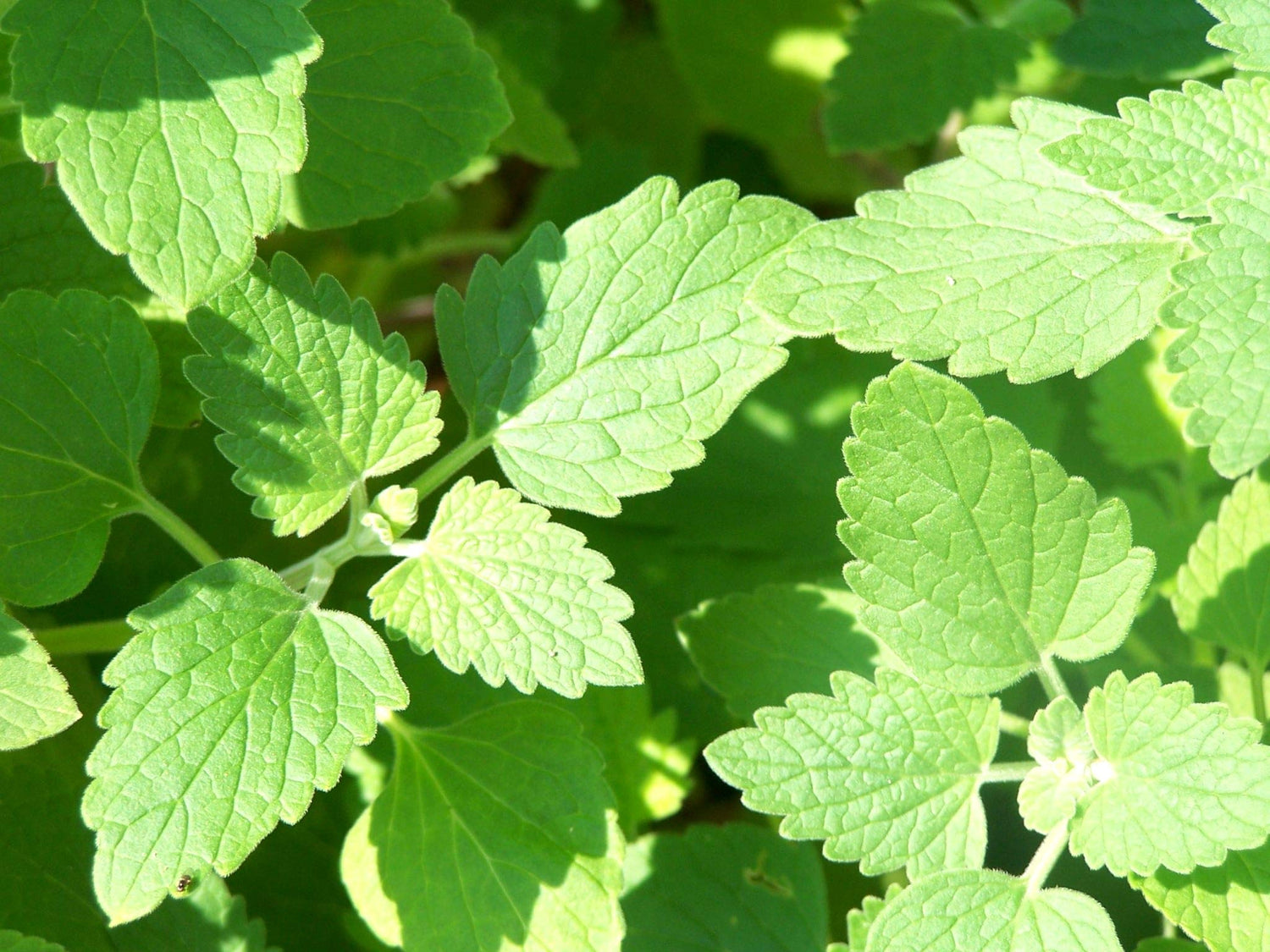 Green Cataria Seeds for Planting – Fresh Herbal Flavor-Heirloom & Non-GMO Seeds for planting – Fresh Herb for Your Garden