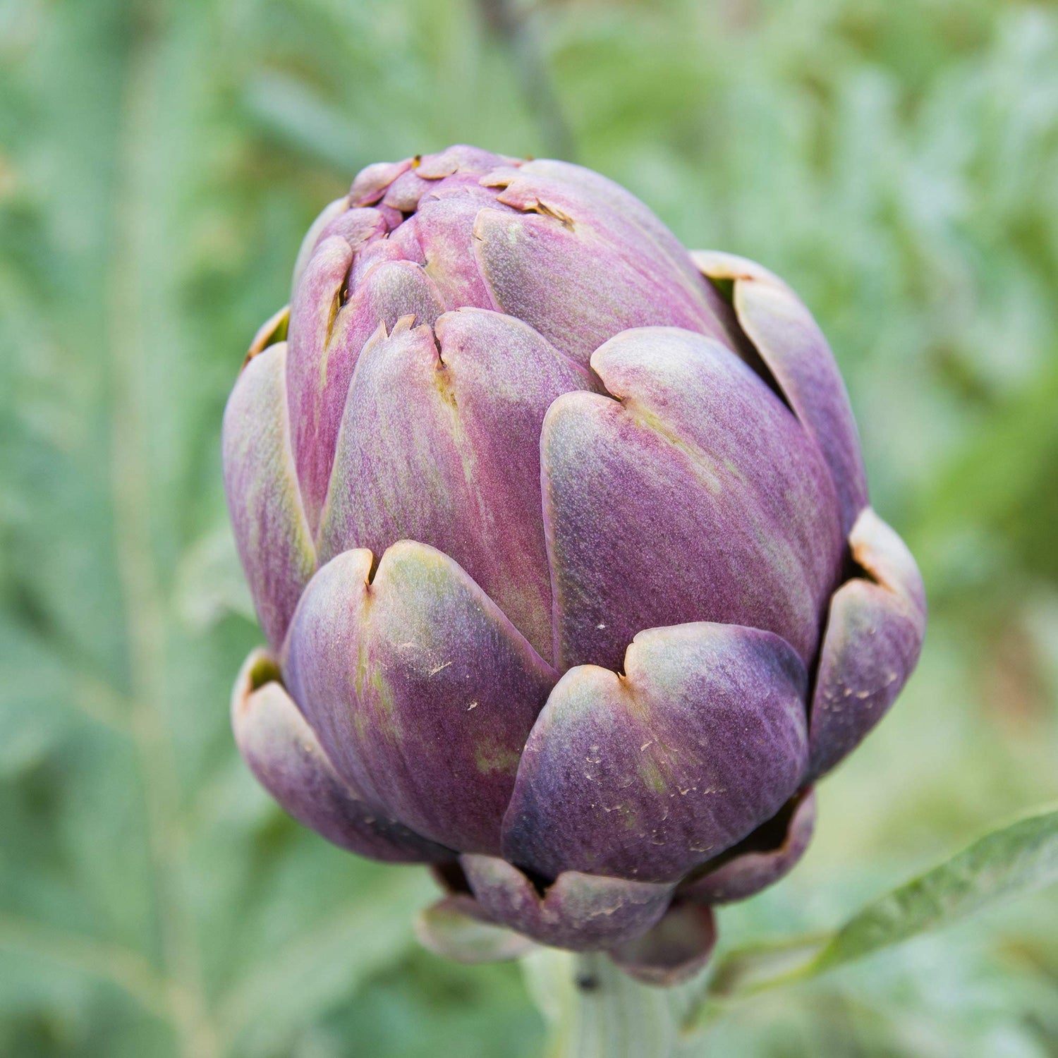 Artichoke Cynara Scolymus Purple Vegetable Seeds for Planting – Suitable for Edible Landscaping and Home Gardening