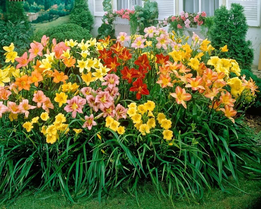 Daylily Hybrid Holland Rainbow Seeds ( , Edible & Beautiful)