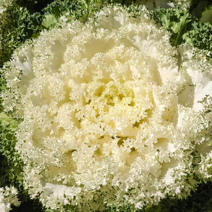 Kale Seeds for Planting White