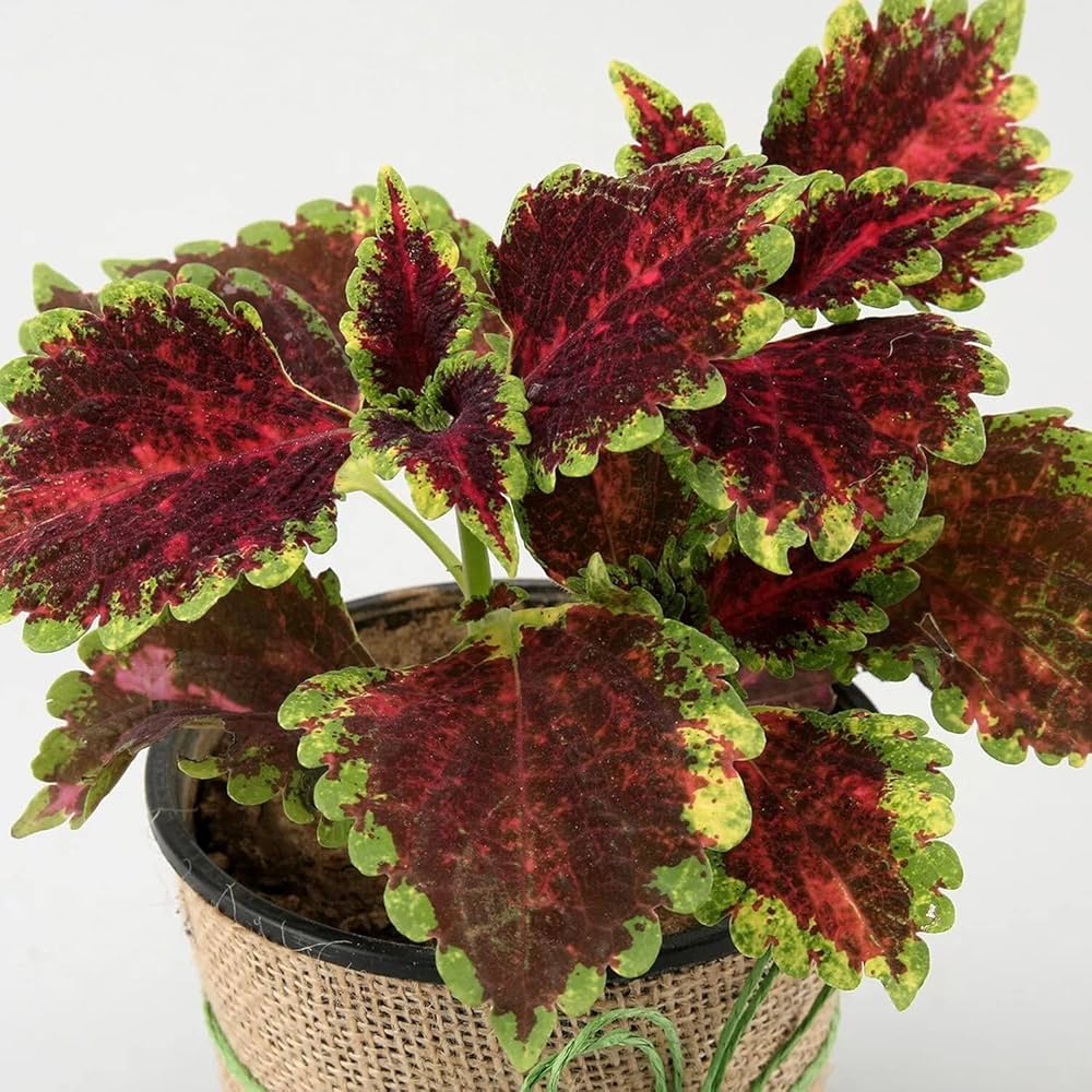Coleus Plectranthus Scutellarioides Bonsai Herb Seeds for Planting – Best for Indoor Pots and Decorative Gardening