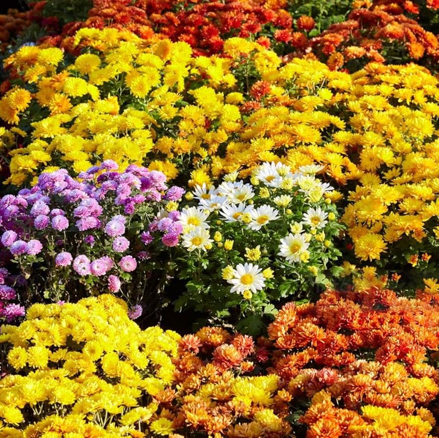 Chrysanthemum Indicum Ground Cover Flower Seeds for Planting in home garden landscapes