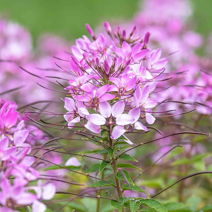 Cleome Rose Regina Seeds – Hassleriana Spider Flower Seeds