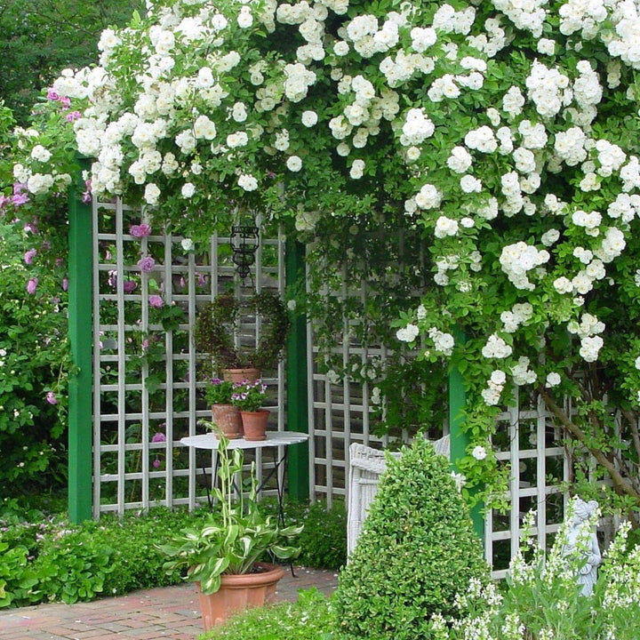 White Creeper Rose Plant Seeds for Planting Non-GMO Heirloom Garden Seeds for Home and Outdoor Growing