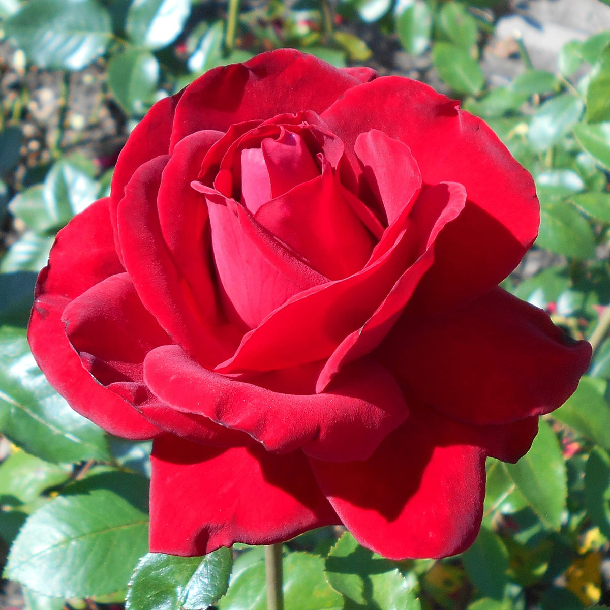 Grateful Heart Hybrid Tea Rose Seeds | Warm Salmon-Pink Hybrid Tea – Heirloom, Non-GMO, High Germination Organic Garden Seeds