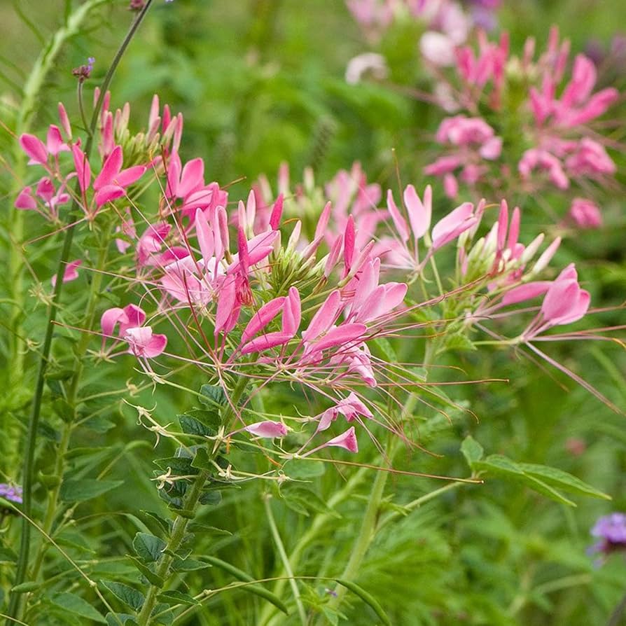 Cleome Rose Queen spider flower seeds for garden