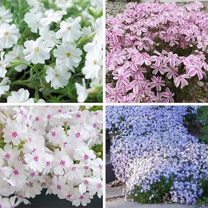 Organic Mix Creeping Phlox Flower Seeds for Planting – Heirloom, Non-GMO for planting in home garden